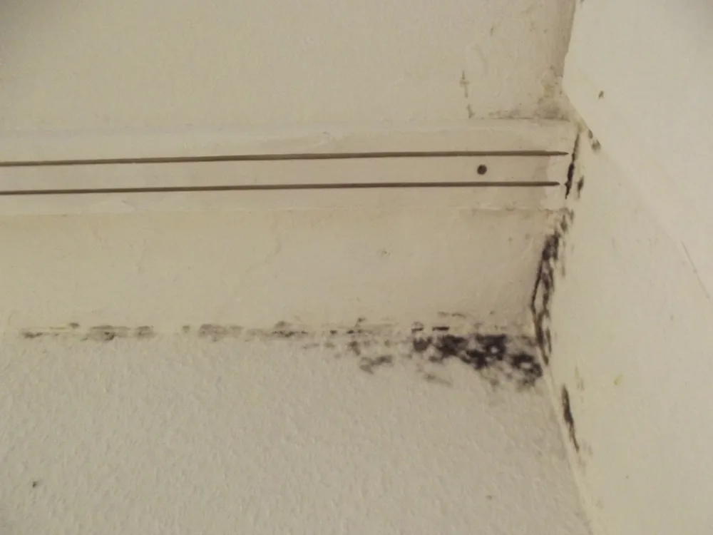 Technician in protective gear removing a mold-damaged wall in an Idyllwild home